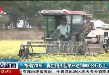 院士工作站試驗基地開鐮測產 再生稻頭茬單產達到600公斤以上